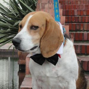 Cuello de camisa tipo smoking para perro